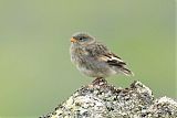 Snow Bunting